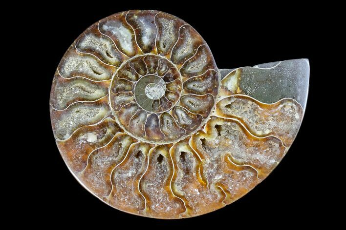 Cut & Polished Ammonite Fossil (Half) - Madagascar #166781